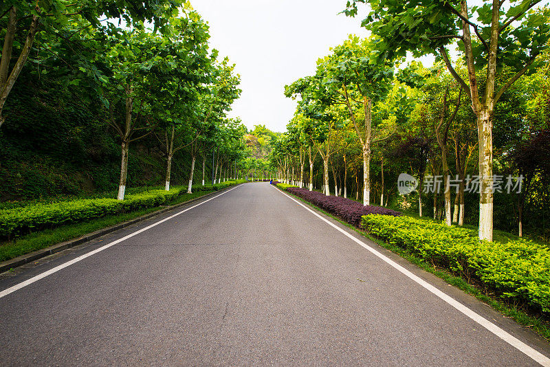 这条美丽的路被绿色植物环绕着