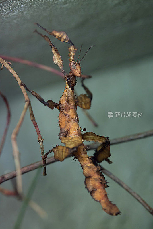 巨大的带刺的竹节虫(冠突外植体)。