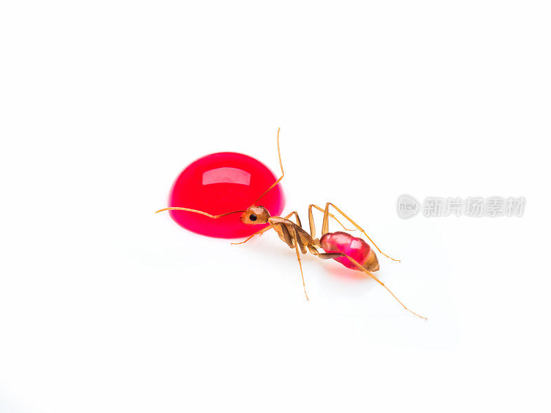 木蚁吃红甜滴隔离