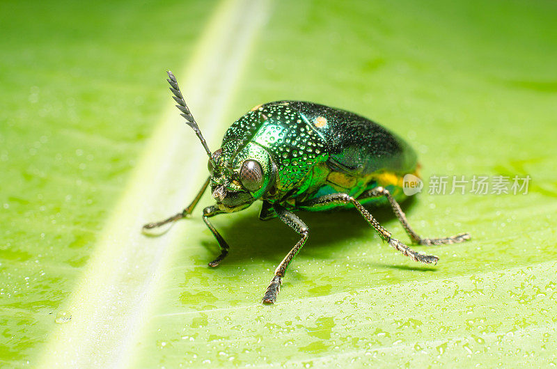 美丽的宝石甲虫或金属木材钻孔(Buprestid)在绿叶上。
