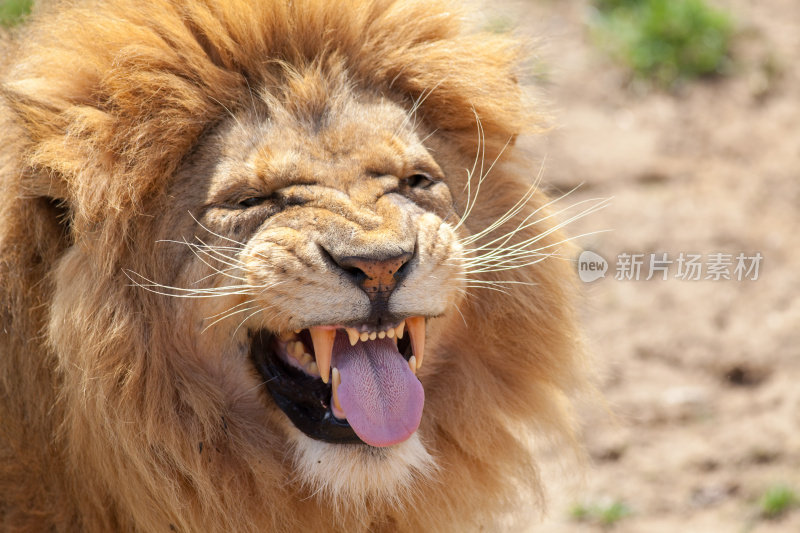 狮子做了一个滑稽的鬼脸。动物的舌头和犬齿。