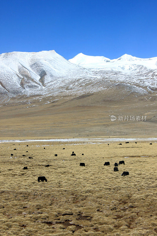 中国西藏无人区的牛