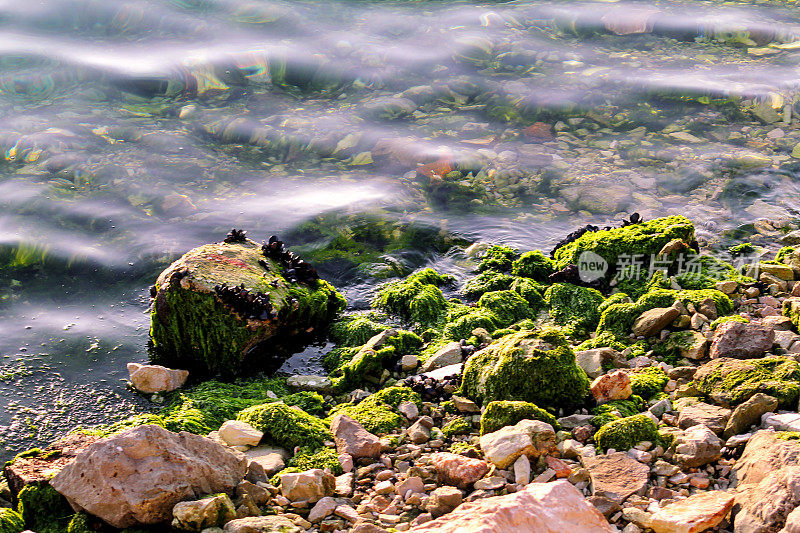 海中一块岩石上的绿藻。石、石、绿藻、海、岸、石。美丽的风景，海边，自然光，自然杰作，岩石在海滩。