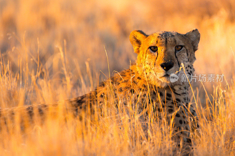 纳米比亚埃托沙国家公园里的猎豹