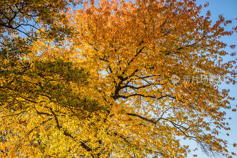 黄色的秋树
