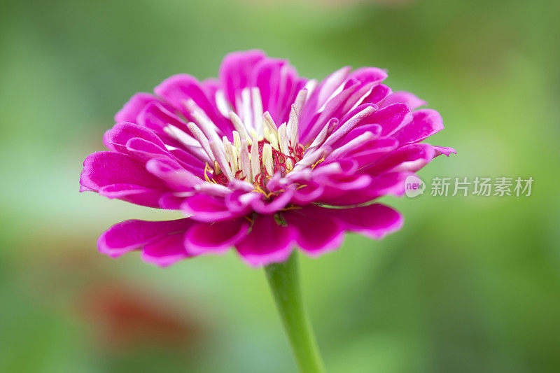 Zinnia在特写镜头