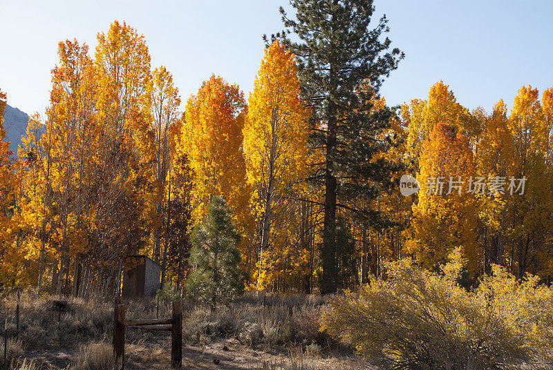 茂密的白杨树和白杨树在秋天变成金色的东部内华达山脉加利福尼亚