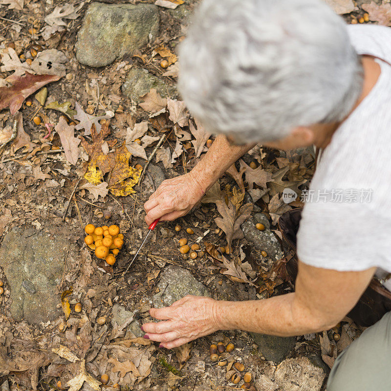 活跃的70岁老妇在森林里采摘蘑菇