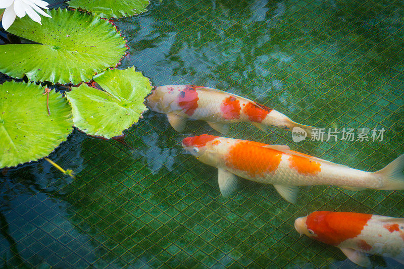 锦鲤在池塘里游泳