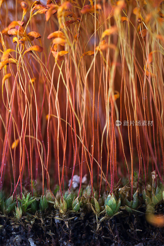 苔藓种子花头微距拍摄