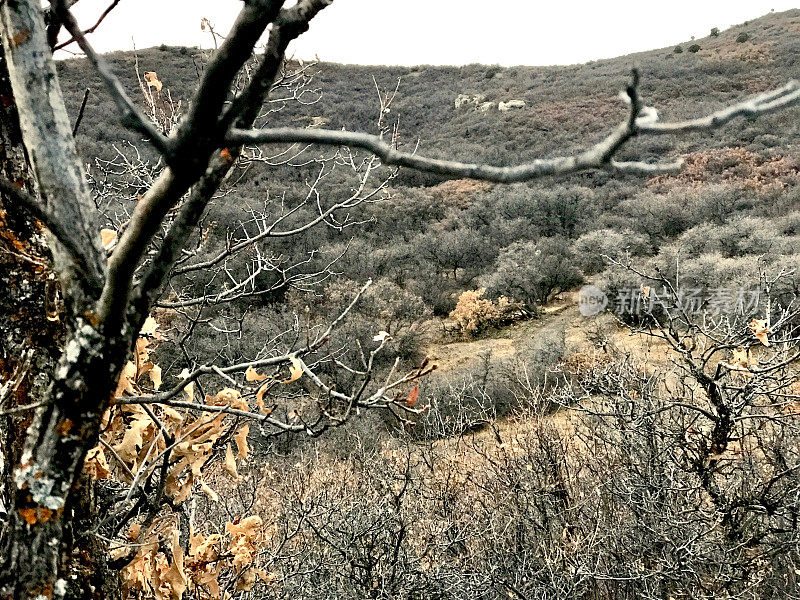 高海拔狩猎西部科罗拉多橡树和滚动的山坡