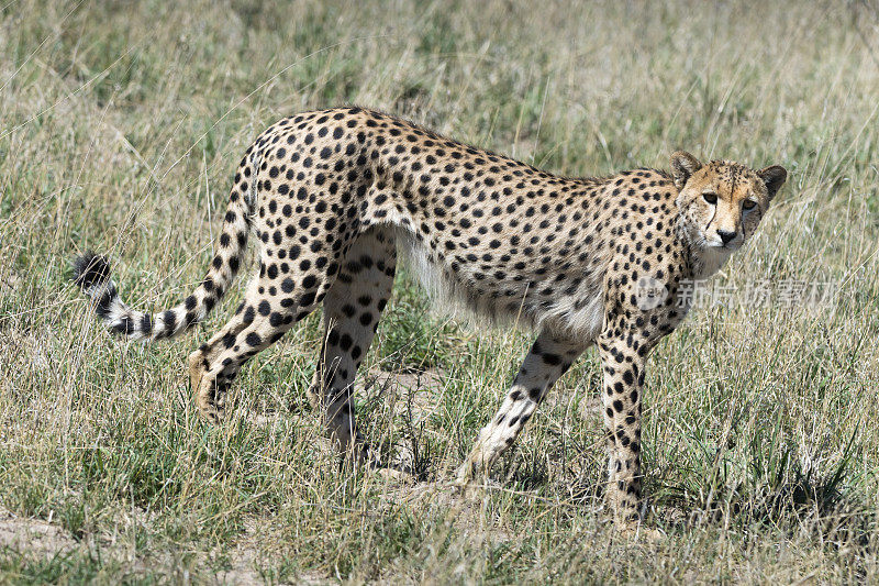 津巴布韦万基国家公园里，向右行走的猎豹