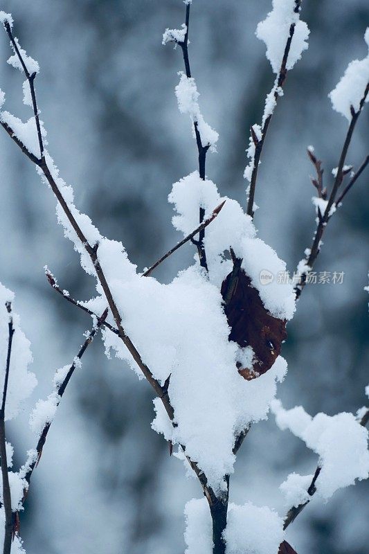 在欧洲阿尔卑斯山脉，冰雪覆盖的冬季景观和森林