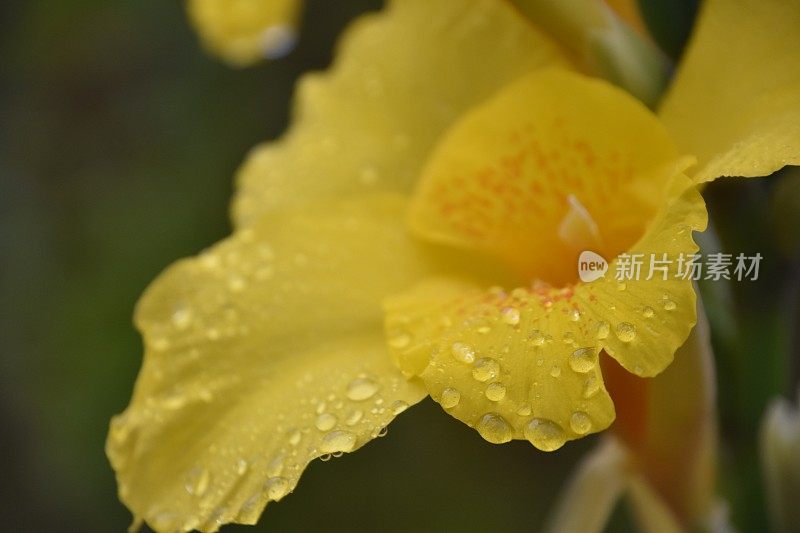 雨中的一朵黄花