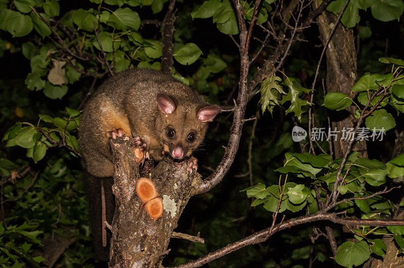 塔斯马尼亚负鼠晚上出来坐在树上的树枝上
