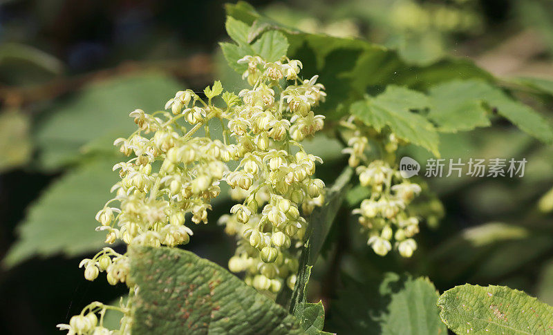 啤酒花(葎草)开花