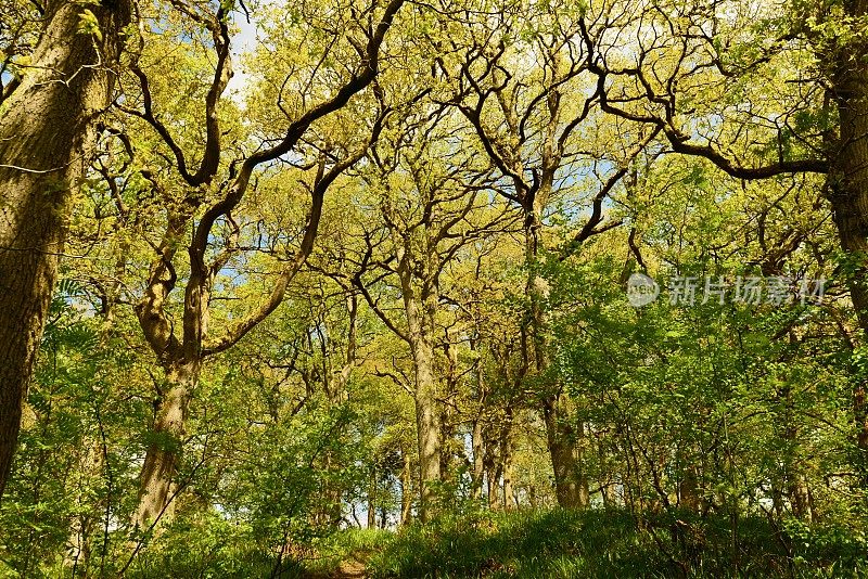 英国的风景