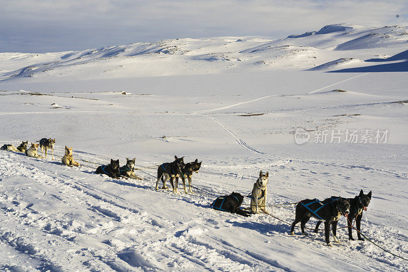 挪威哈当厄国家公园，拉完雪橇的狗狗们在雪地上休息