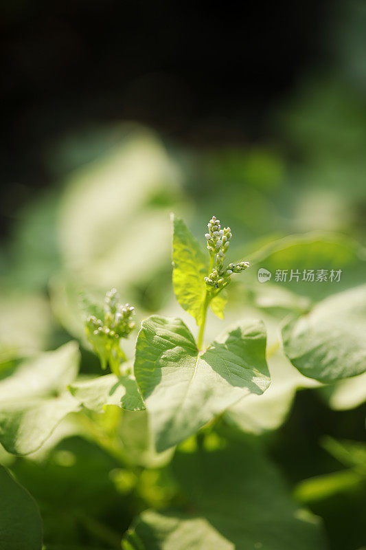 荞麦花