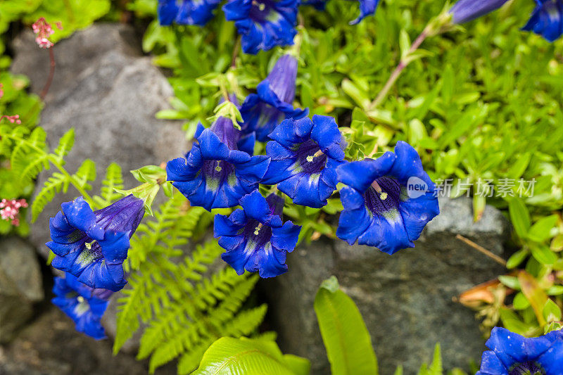 龙胆蓝花