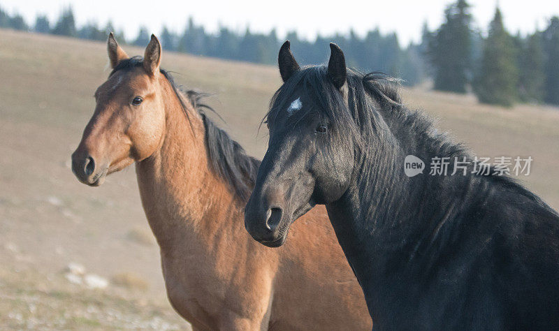 美国蒙大拿州的野马-在普赖尔山的野马范围内的黑色种马和他的褐色母马