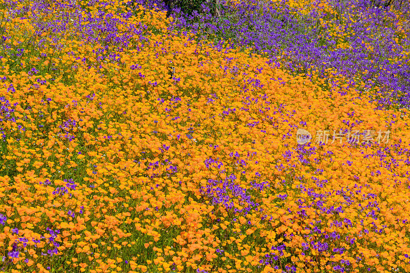 春季加利福尼亚金色罂粟特写羚羊谷，加州