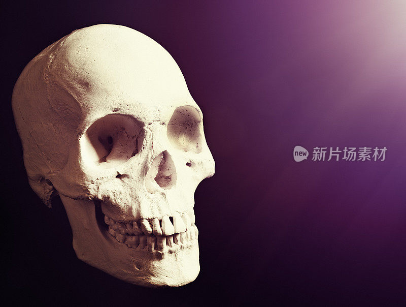 深紫色的人类头骨