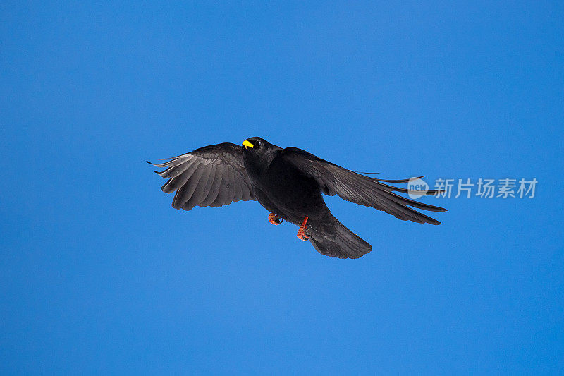 长着黄色喙的欧亚大陆黑鸟在湛蓝的天空中飞翔