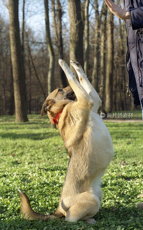 一个犬齿动物学家女孩在训练她的狗，狗在耍把戏——用后爪坐着。拍摄电影