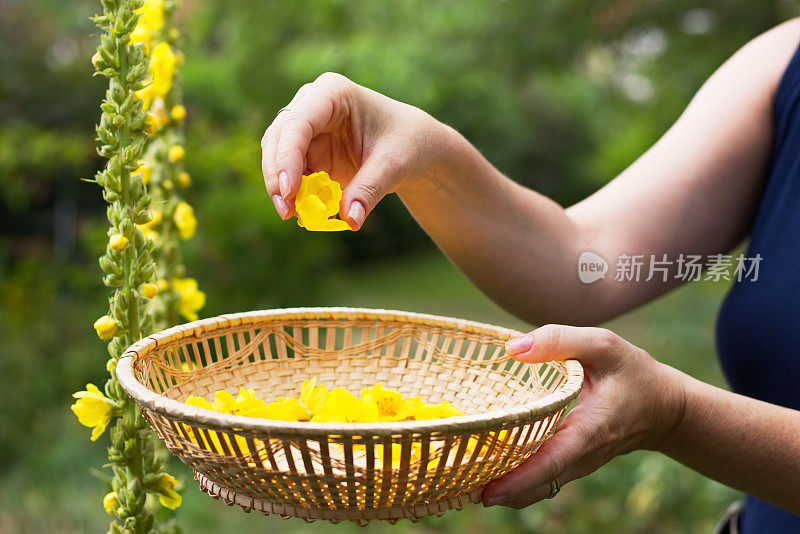 女人收集鲜花放到柳条篮子里