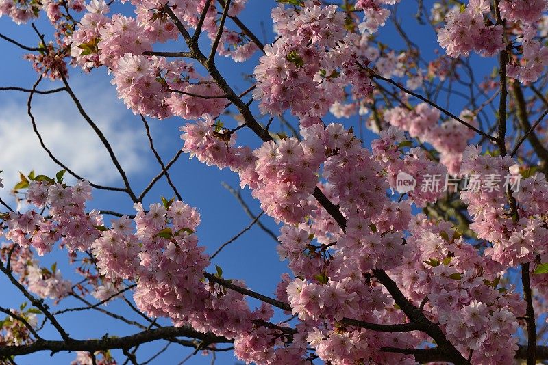 樱花树，泽西岛，英国