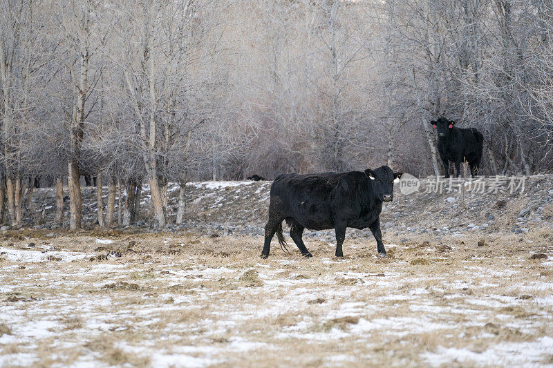 冬天，美国MT州利文斯顿的蒙大拿州牧场上，肉牛站在树上防风
