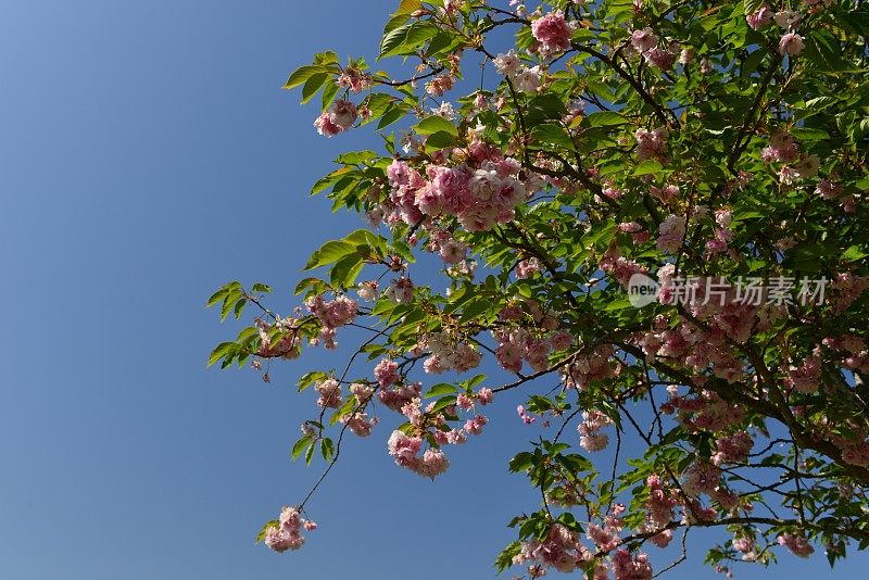 苹果花,英国