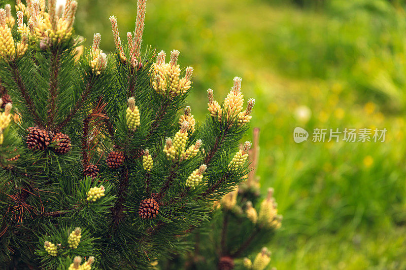 针叶植物-松树