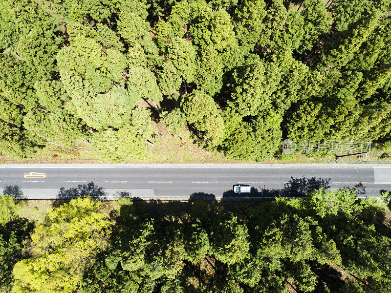 森林中笔直的道路鸟瞰图