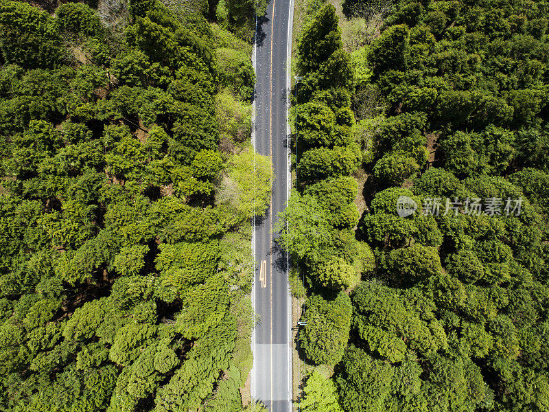 森林中笔直的道路鸟瞰图