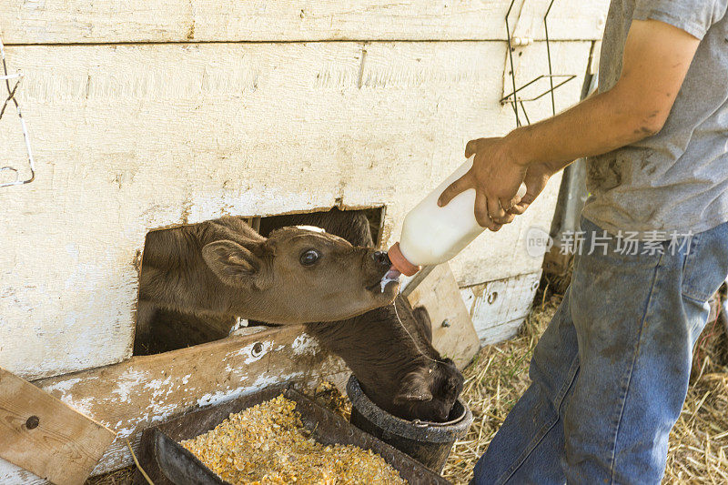 在美国犹他州盐湖城的一个奶牛场里，饲养着正在挤奶的小牛肉