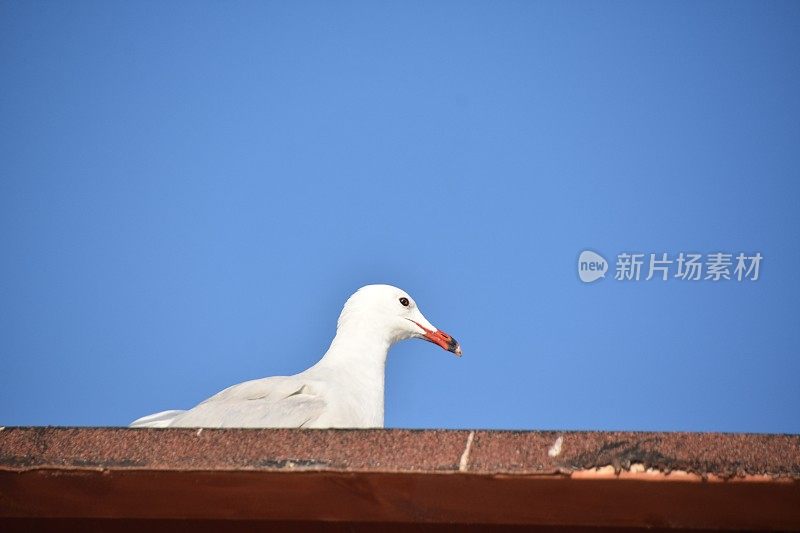 一只站在烟囱上的海鸥