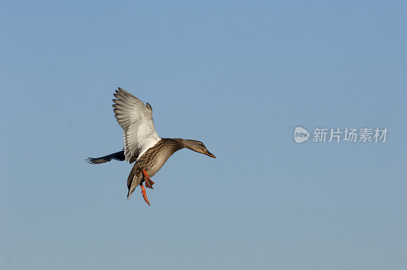 绿头鸭