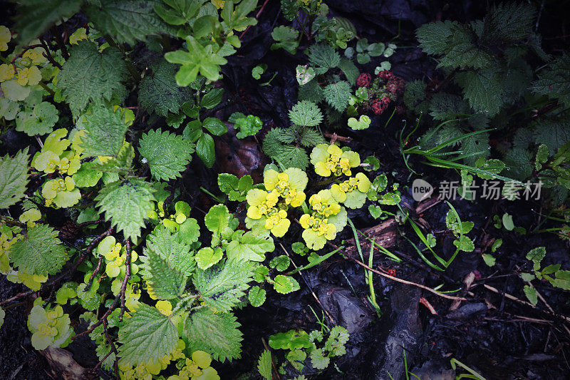 树根上覆盖着苔藓