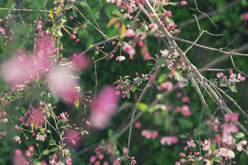 野生樱花