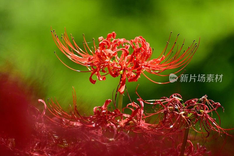 蜘蛛百合花，日高市，日本