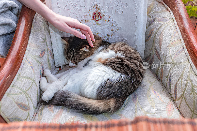 推挤:女人用手抚摸着睡着的猫