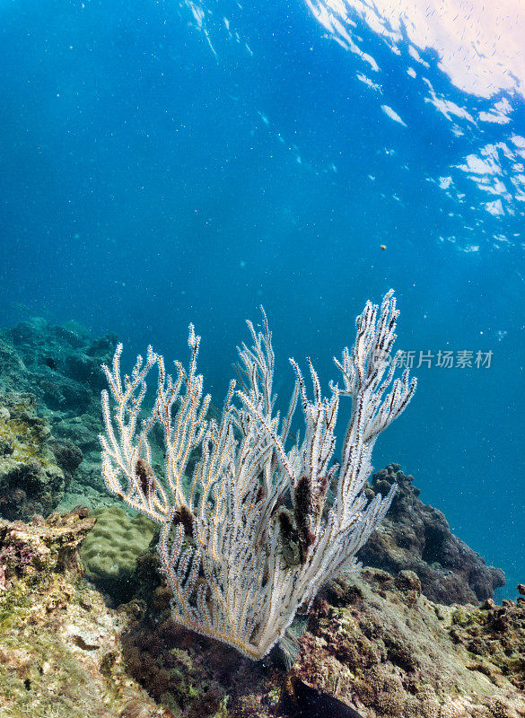 水下海景红指柳珊瑚