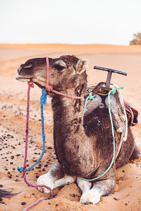 骆驼坐在沙漠上