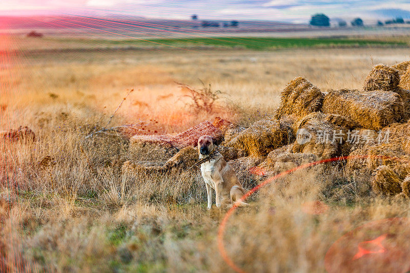 牧羊犬和干草包