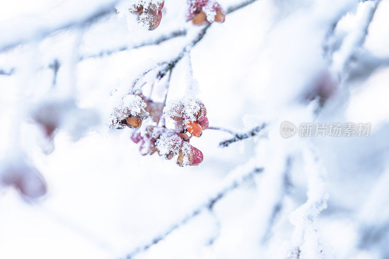 被雪覆盖的欧洲纺锤体(欧卫矛)