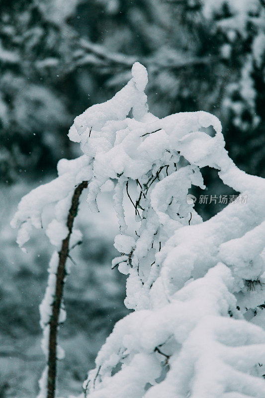 神奇的雪覆盖了树木。美丽的冬天的风景