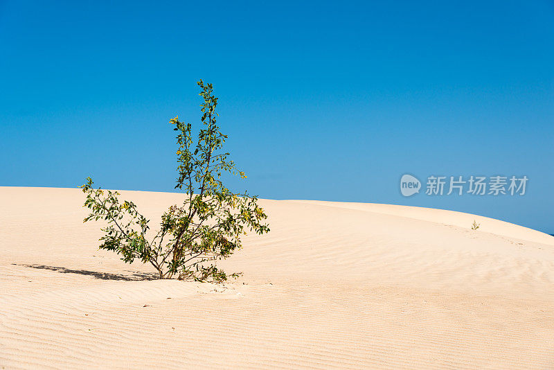 沙漠中植物的生存之战-富埃特文图拉沙丘