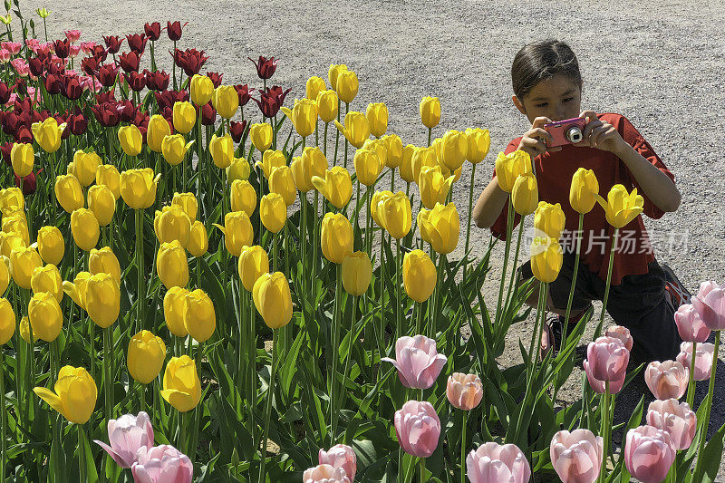 女孩在拍摄春天的花朵